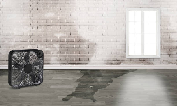 Best Residential water damage restoration  in Wellington, FL